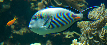 Aquarium du Musée Océanographique de Monaco