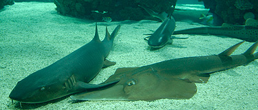 Aquarium du Musée Océanographique de Monaco