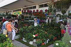 Auda Fleurs lors des MIN EN FÊTE à Nice