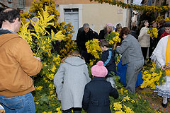 Fête du Mimosa à Biot en 2008