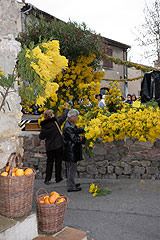 Fête du Mimosa à Biot en 2008