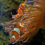 L'aquarium du Musée Océanographique de Monaco