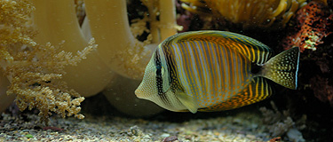 Aquarium du Musée Océanographique de Monaco