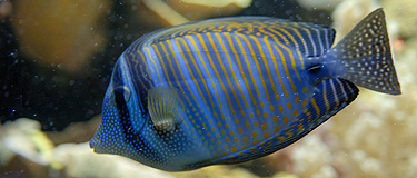 Aquarium du Musée Océanographique de Monaco