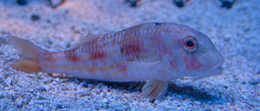 Aquarium du Musée Océanographique de Monaco